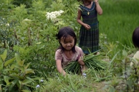 Sapa Village Trekking 2 Days