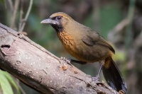 Cuc Phuong Bird Watching - Tam Coc Boat Ride 3-Day Tour